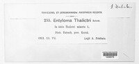 Entyloma thalictri image